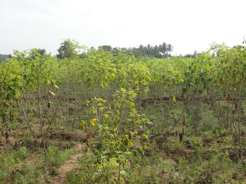 ملف:A tapioca field.JPG