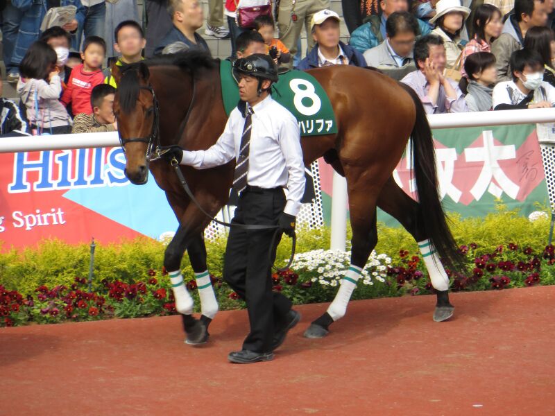 ملف:Air-khalifa IMG 7407-2 20140419.JPG