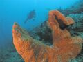 Scuba diver and sponges, Cane Bay wall