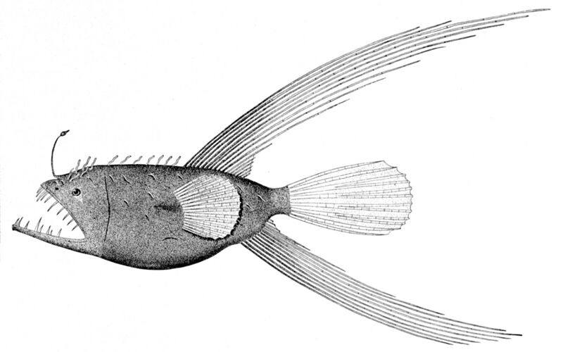 ملف:Caulophryne species.jpg