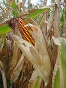 Mature maize ear on a stalk