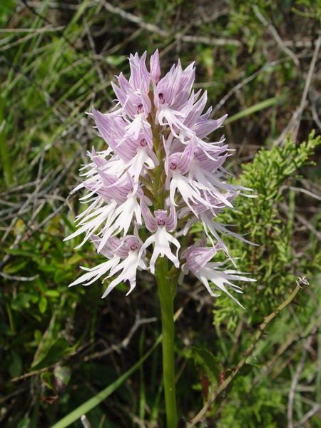 ملف:Orchis italica a.JPG