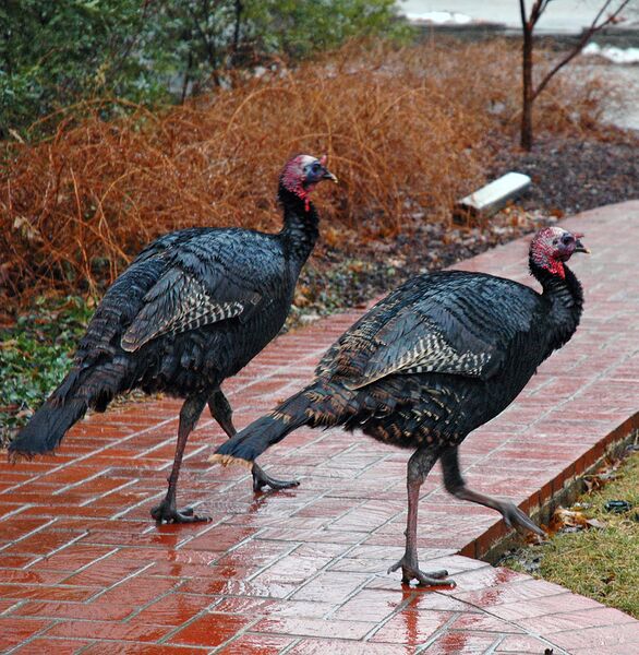 ملف:Turkeys on path.jpg