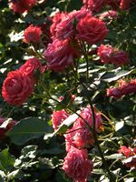 Rose 'Katja', (Verschoren, 1970)