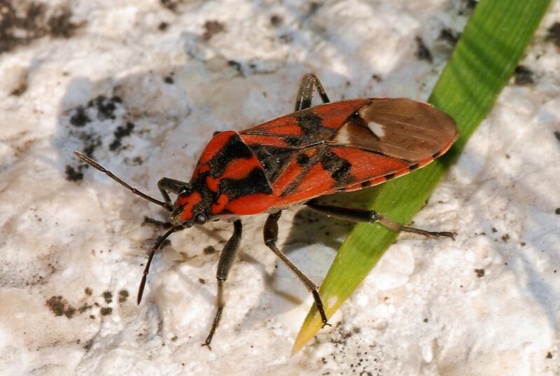 ملف:Bug 2007-2.jpg