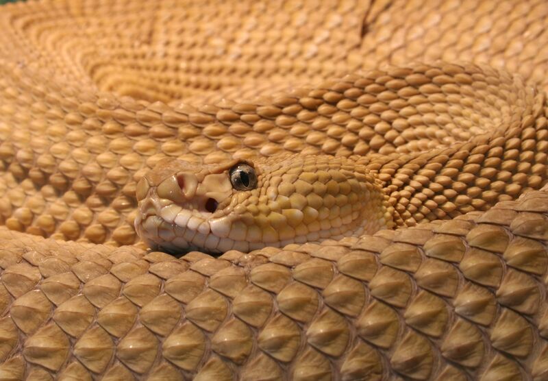 ملف:Crotalus-basiliscus-basiliskenklapperschlange.jpg