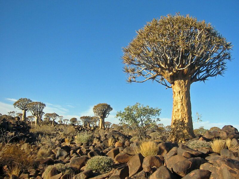 ملف:Kokerboom Forest Namibia.jpg
