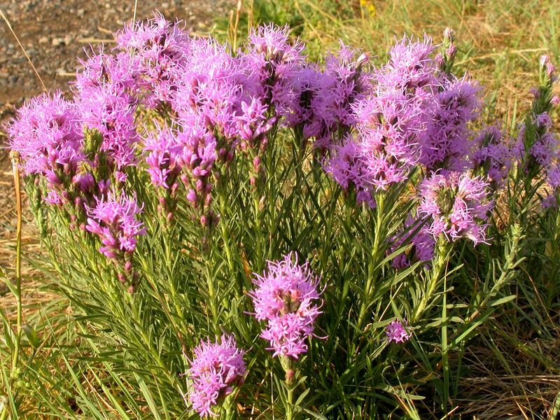 ملف:Liatris punctata.jpg