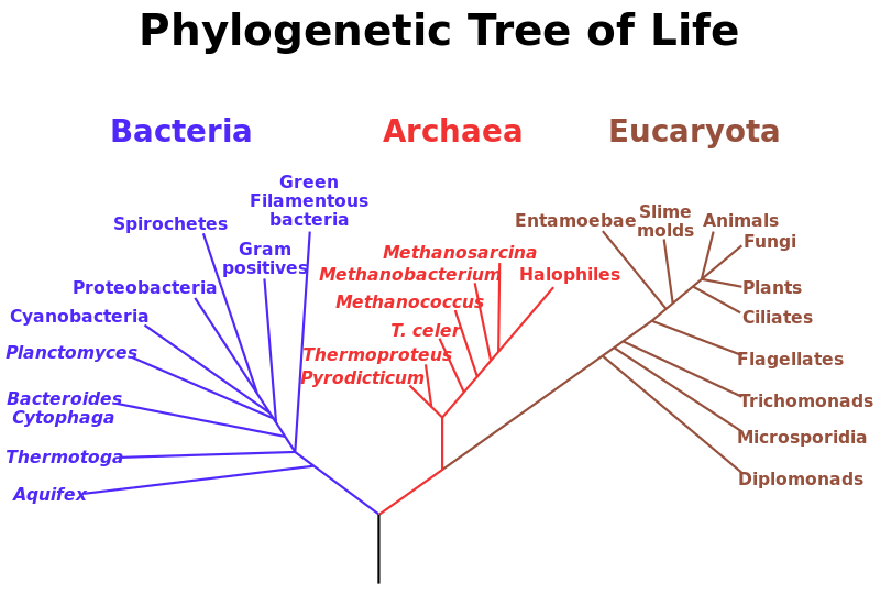 ملف:Phylogenetic tree.svg