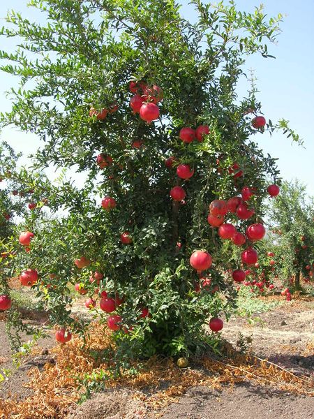 ملف:Pommegranate tree01.JPG