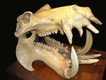 A hippopotamus' skull