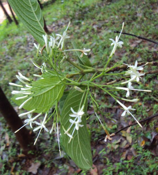 ملف:Pavetta crassicaulis 01.JPG