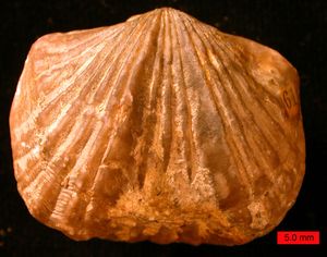 PlatystrophiaOrdovician.jpg