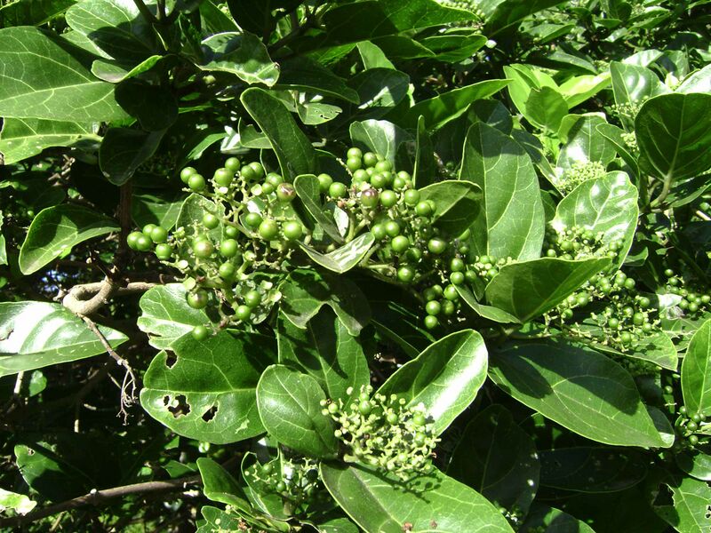 ملف:Premna serratifolia.jpg