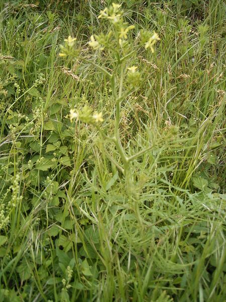 ملف:Sisymbrium altissimum plant.jpg