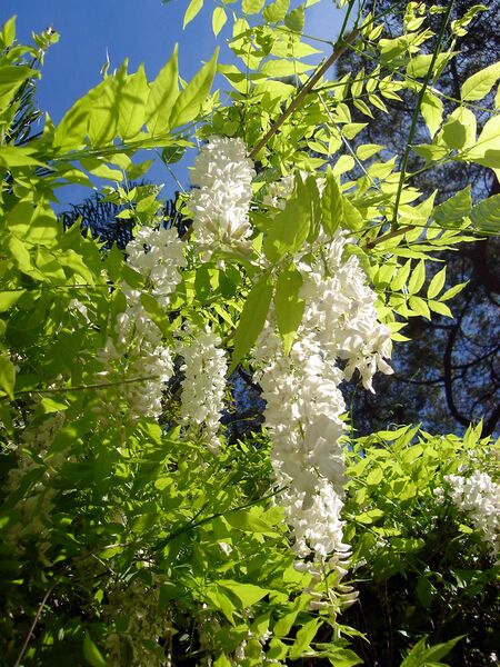 ملف:Wisteria sinensis, Gibraltar.JPG