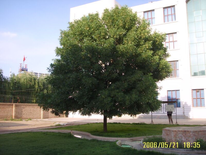 ملف:宁县二中，甘肃宁县，中国 - panoramio.jpg