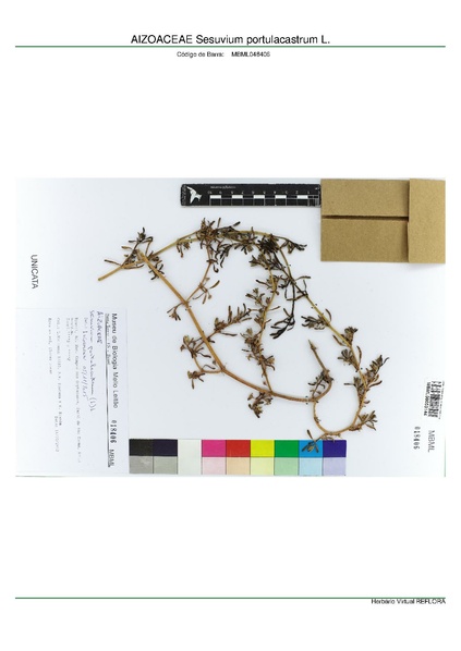 ملف:AIZOACEAE Sesuvium portulacastrum L, INMA (MBML048406).pdf