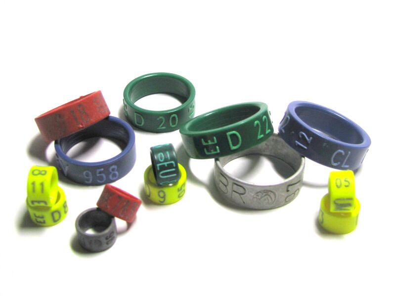 ملف:Bundesringe des BDRG 32.JPG