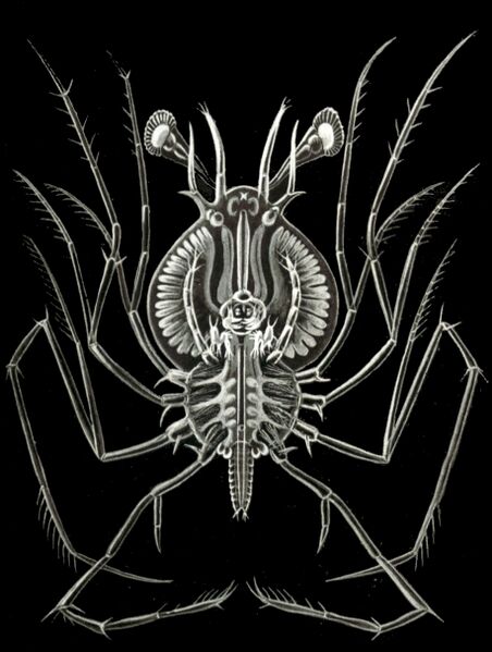 ملف:Haeckel Phyllosoma.jpg