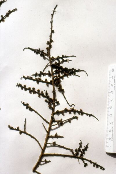 ملف:Halothamnus somalensis, herbarium sheet.JPG
