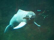 river dolphin