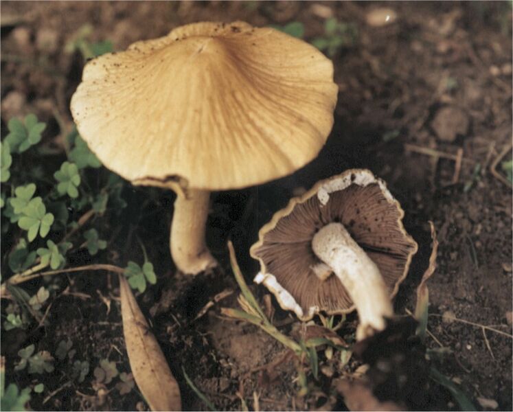 ملف:Psathyrella species.jpg