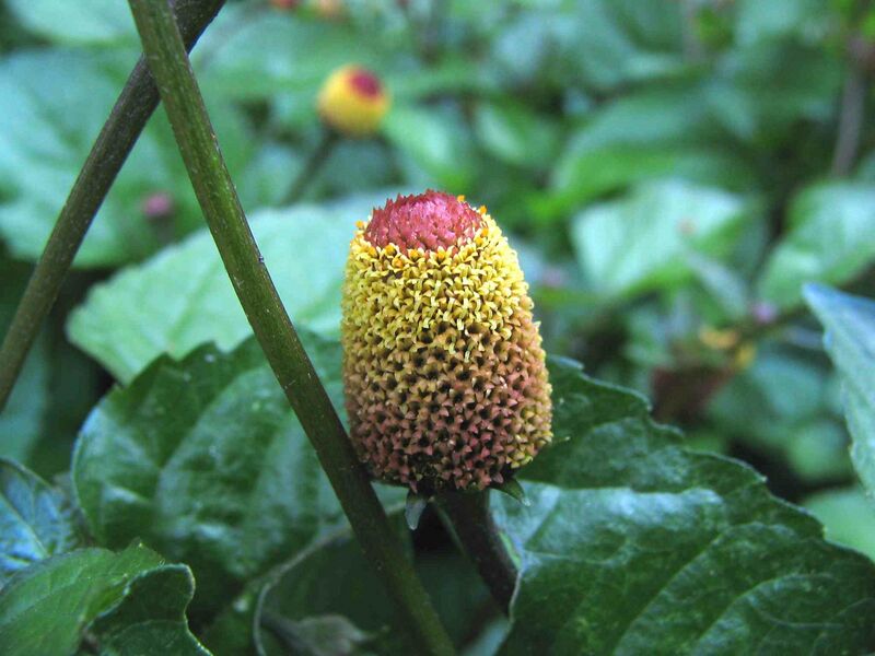 ملف:Spilanthes-closeup-large.jpg
