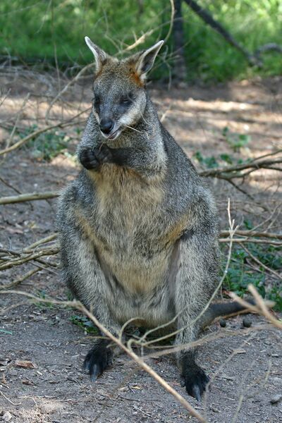 ملف:Swamp-Wallaby-Feeding-3,-Vic,-Jan.2008.jpg
