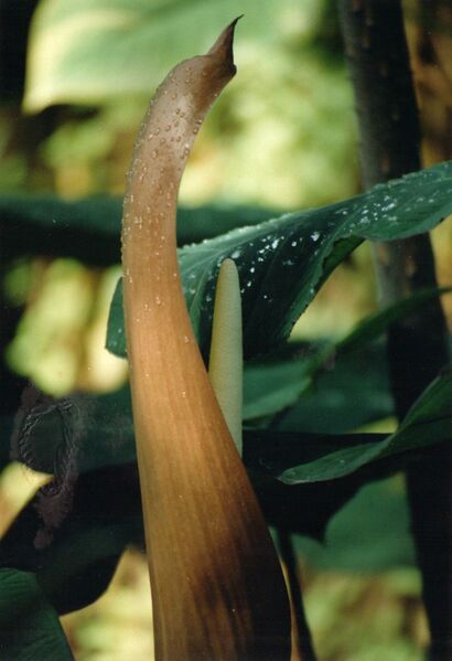 ملف:05-26a Xanthosoma violaceum.10-218.jpg