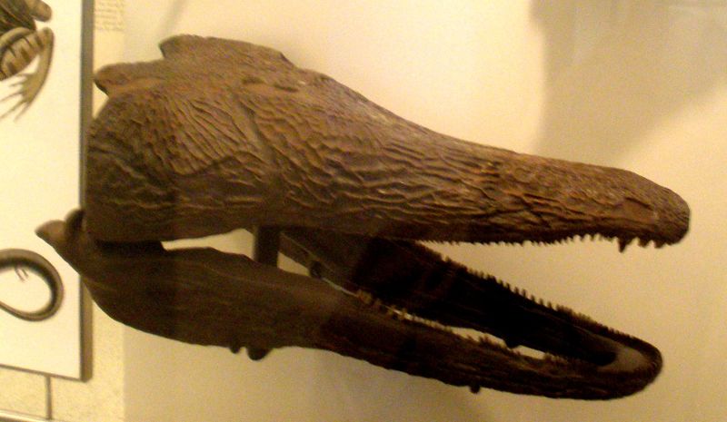 ملف:Paracyclotosaurus davidi.JPG