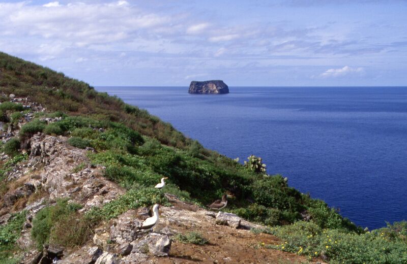 ملف:357 GALAPAGOS.JPG