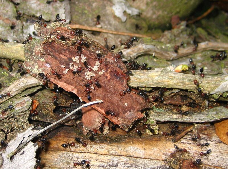 ملف:Crematogaster scutellaris.JPG