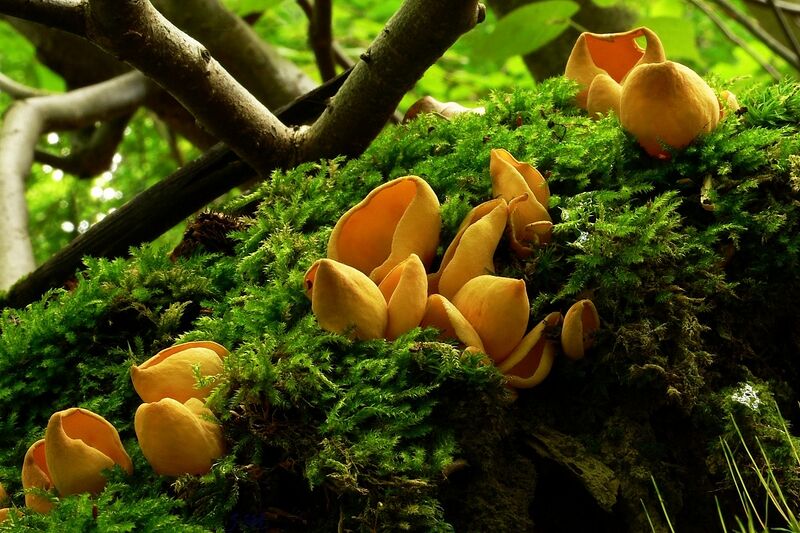 ملف:Eselsohren Otidea onotica.jpg