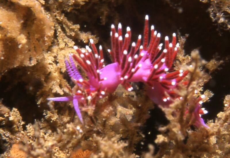 ملف:Flabellina funeka purple lady.jpg
