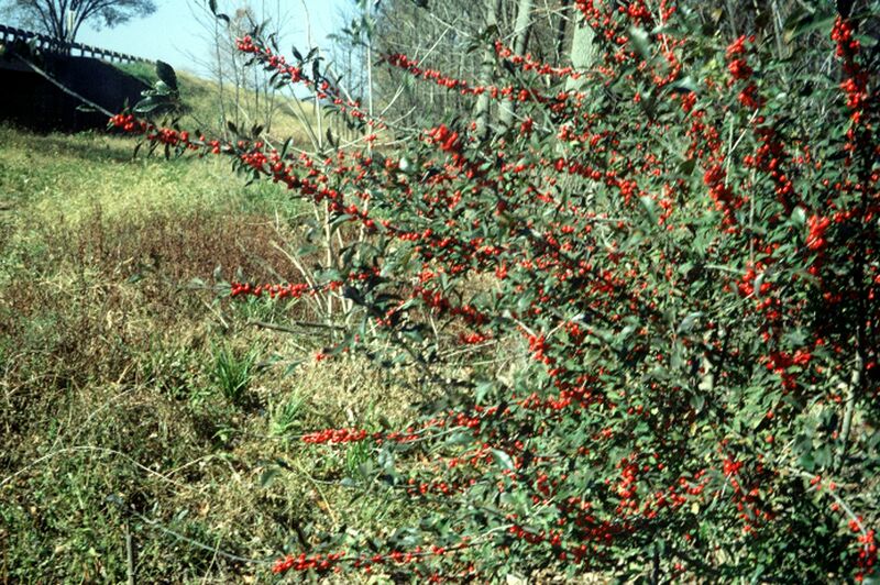 ملف:Ilex decidua (USDA).jpg