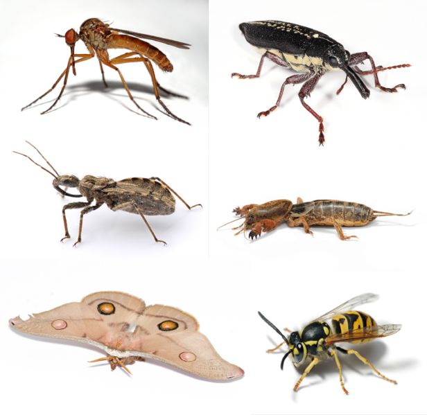 ملف:Insect collage.png