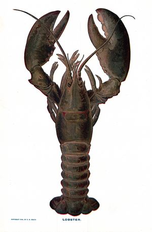 Lobster NSRW.jpg