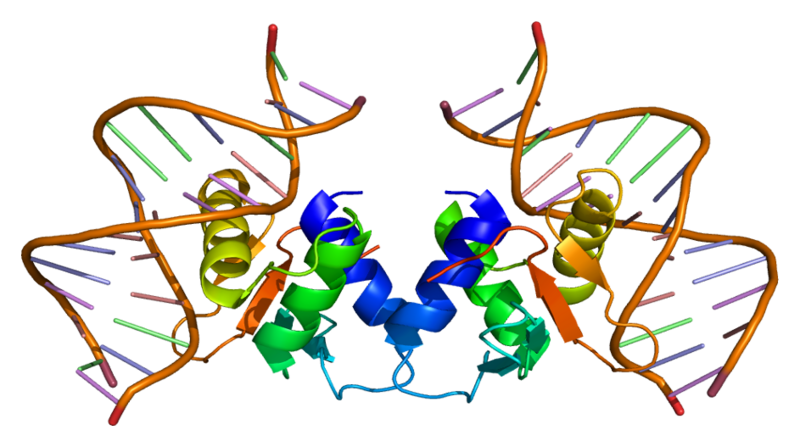 ملف:Protein ELK1 PDB 1dux.png