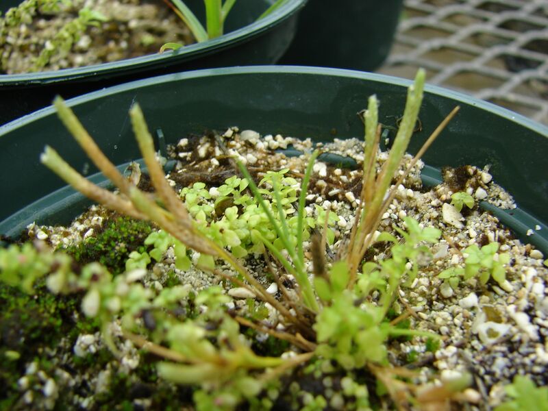 ملف:Starr 080608-7400 Eragrostis paupera.jpg