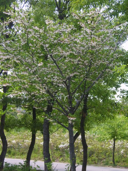 ملف:Styrax japonicus 01.JPG