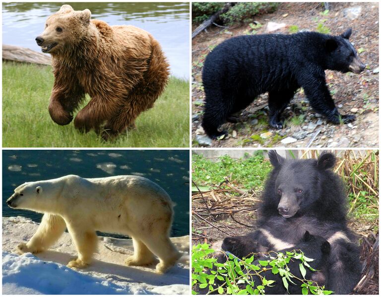 ملف:Ursus Diversity.jpg