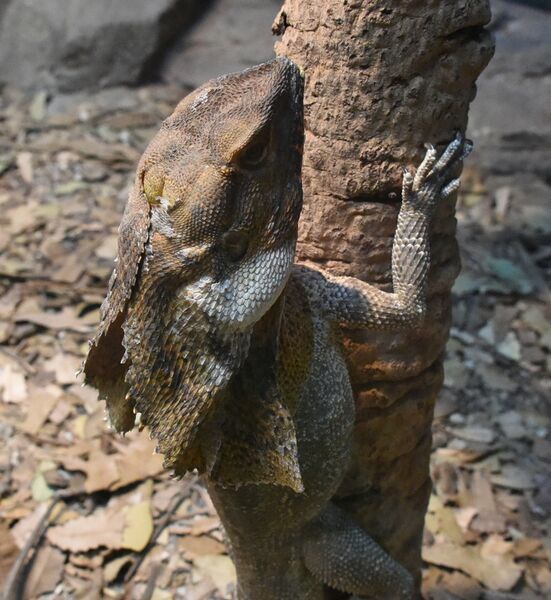 ملف:(1)Frill neck lizard.jpg