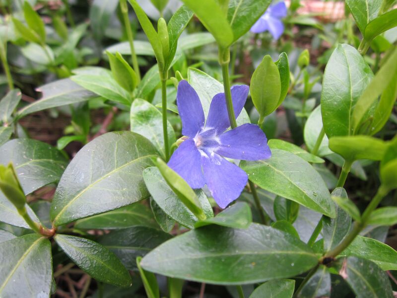 ملف:20130421Vinca minor1.jpg