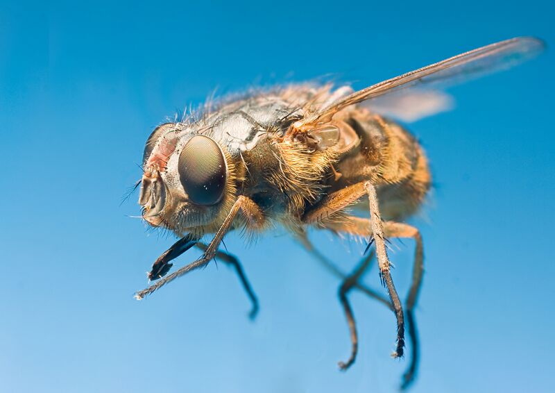 ملف:Calliphora sp.jpg