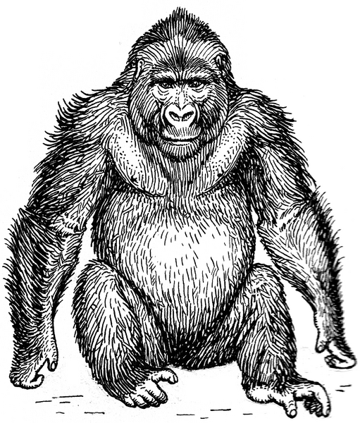 ملف:Gorilla 2 (PSF).png