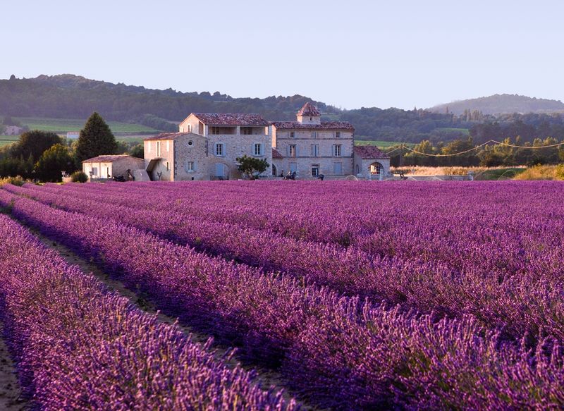 ملف:Lavender field.jpg