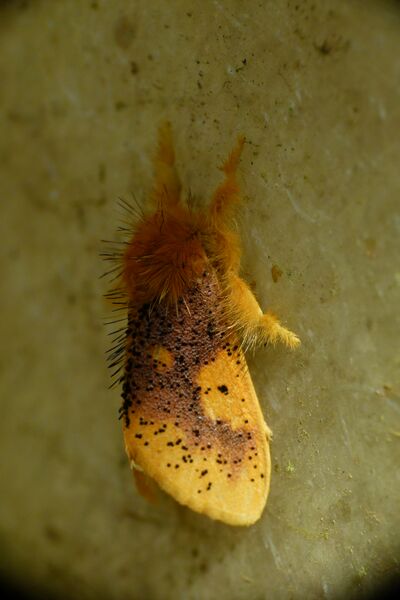 ملف:Nygmia Wynaad.jpg