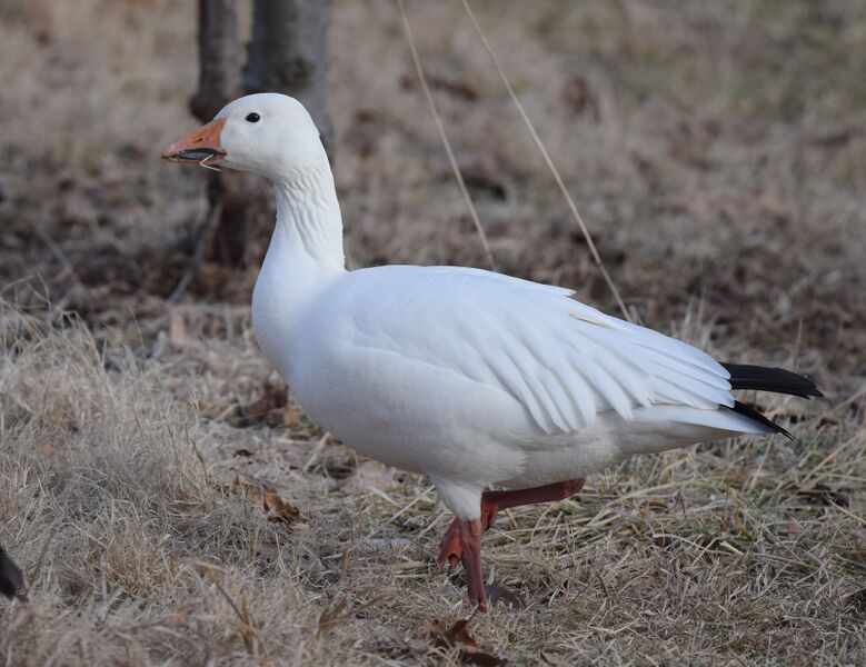 ملف:Snow Goose (24510697391).jpg