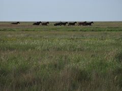 The Pontic–Caspian steppe in Henichesk, Ukraine.